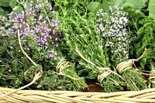 300 Graines de Sarriette Vivace Méthode BIO semences légume aromatique potager