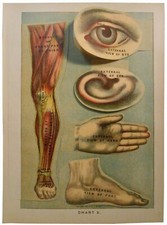 1901 E J STANLEY 5 LYR HINGED COLOR LITHO DISSECTED ILLUST CHART HUMAN ANATOMY