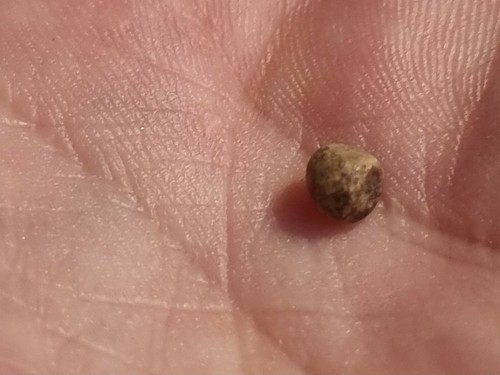 Exceptional Very Rare Viking polyhedral weight. A must read description LA89r