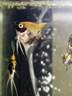 Angelfish Koi Angels 5+1 pack Half Dollar Sized Live Angel fish