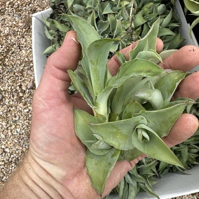 20 Octopus Agave Pups, Loose, Small Roots, Ready To Plant, High Success