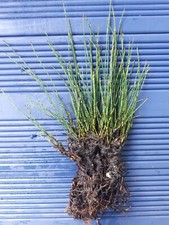 1 x dwarf horsetail equisetum scirpoides Marginal Plant Pond Plant