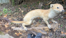 Pr&auml;parierter Marder als Wildtier-Figur auf Holzsockel, naturgetreu