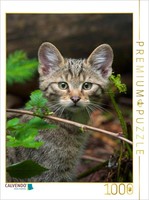 Calvendo Puzzle Young European Wildcat | 1000 Pieces, Finished Size 25.2 × 18.9