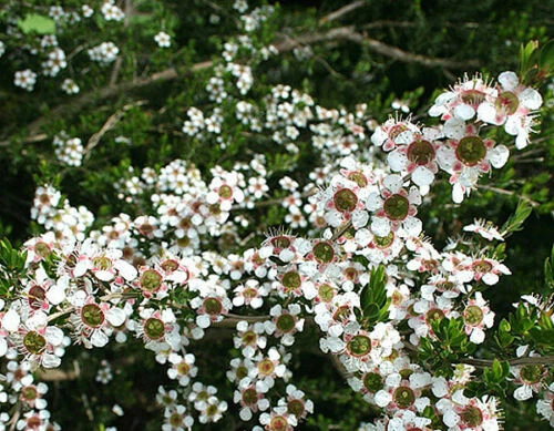 100 x MANUKA SEEDS,Leptospermum polygalifolium,Bush Tucker,Tea Substitute,Honey - Picture 2 of 5