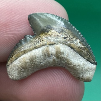 #ad #ad TIGER SHARK TOOTH FOSSIL UNIQUE COLORS SOUTH FLORIDA .85” $15.00