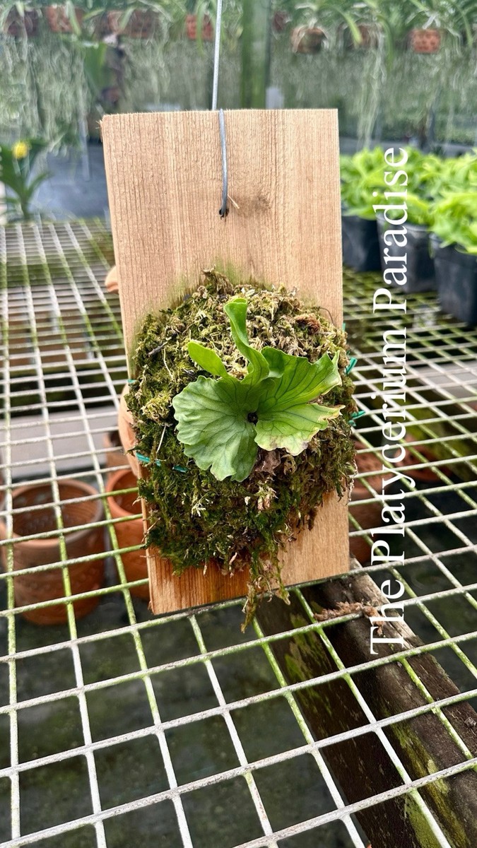 10 Semi Platycerium Wandae - Felce Staghorn Gigante Per Coltivazione - Foto 12