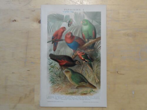 Orig.(1893) Chromolithography Parrots Cockatoo Lori (B2) - Picture 1 of 1