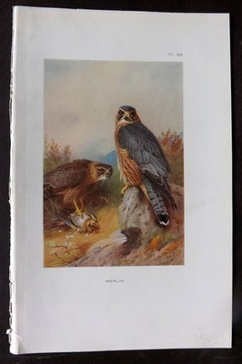 Thorburn 1926 Vintage Bird Print. Merlin 88