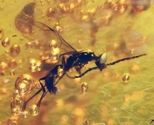 Detailed Hymonoptera (Wasp), Fossil inclusion in Burmese Amber