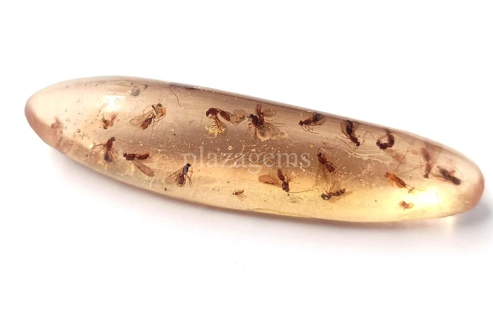 51 Natural  Amber Insect Inclusion Certified Loose Gemstone KK - Image 4 of 4