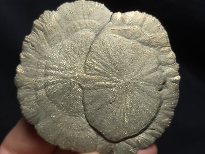 Pyrite Sun, Pyrite Dollar from Sparta, Illinois 2.5''x2.5'' (60 Grams)