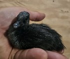 Picture 5 of 5