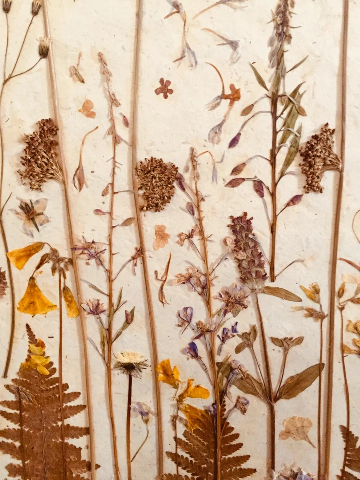 FLOR PRENSADA COLLAGE FLORES NATURALEZA BOTÁNICA FLORAL JARDÍN PÉTALOS FOLLAJE Foto 2 de 4