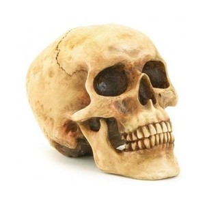 image is loading fake human skull halloween realistic replica skeleton science - Halloween Skeleton Head image is loading fake human skull halloween realistic replica skeleton science - Halloween Skeleton Head