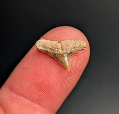 #ad Bright Orange Gemmy Hammerhead Shark Tooth Rare Quality Fossil South Carolina $21.60