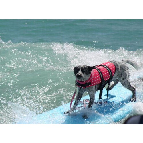 Gilet di sicurezza acqua nuoto animale domestico giubbotto salvavita cane salvavita salvavita con manico PULL - Foto 4 di 21