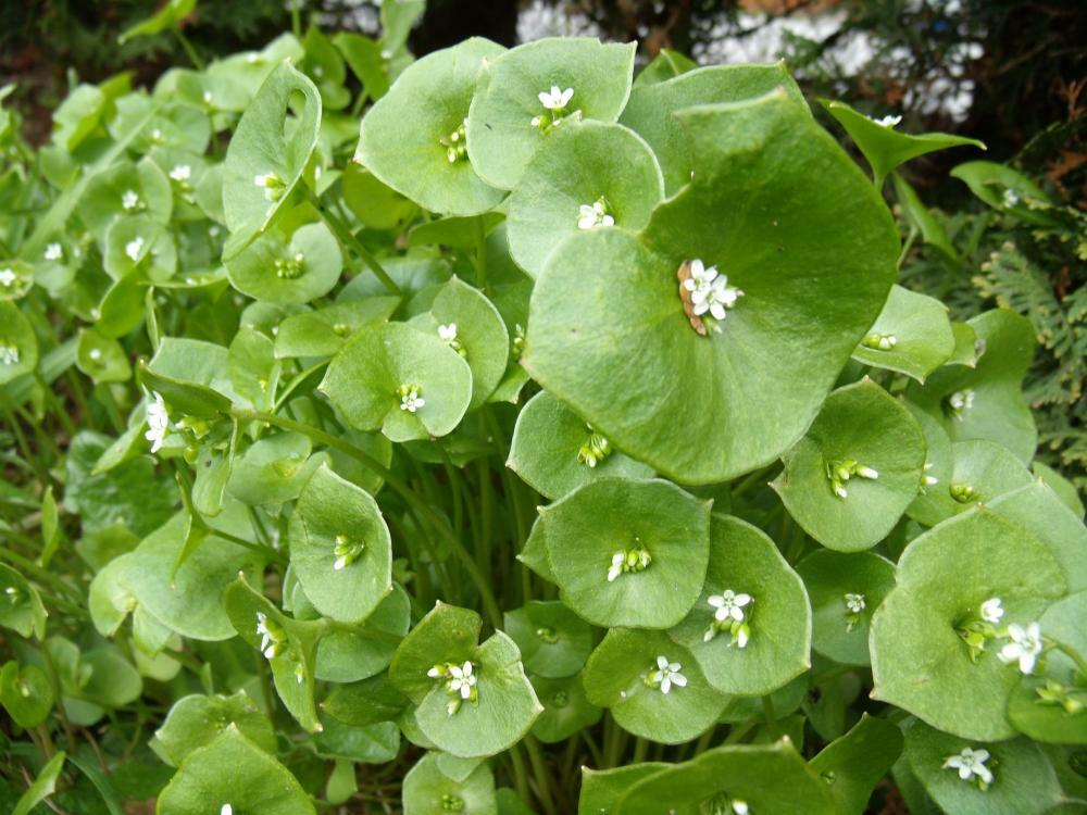 CLAYTONIA / WINTER PURSLANE / MINERS LETTUCE 15 GRAM ~ 30,000 SEEDS BULK