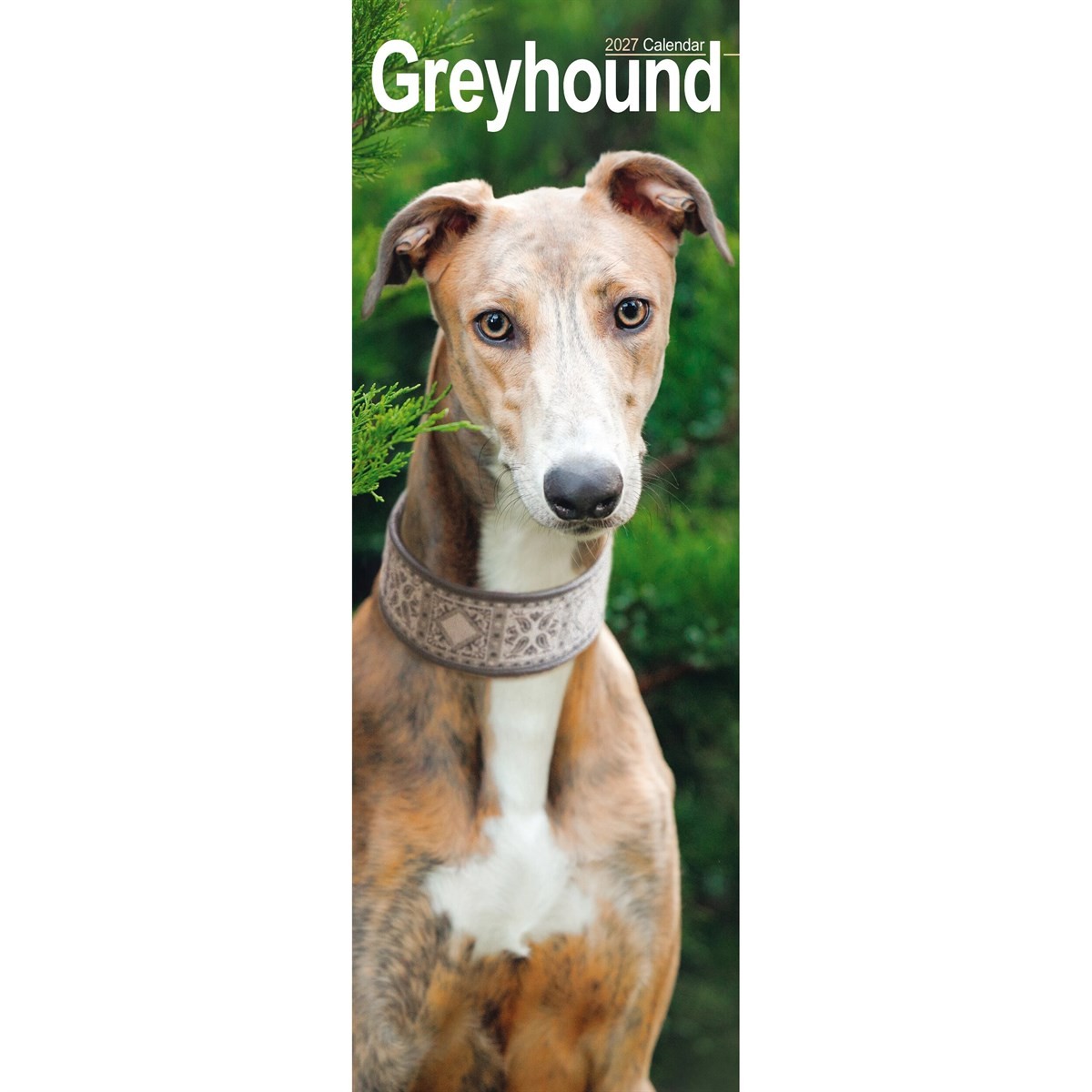 Greyhound Slim - Image 6