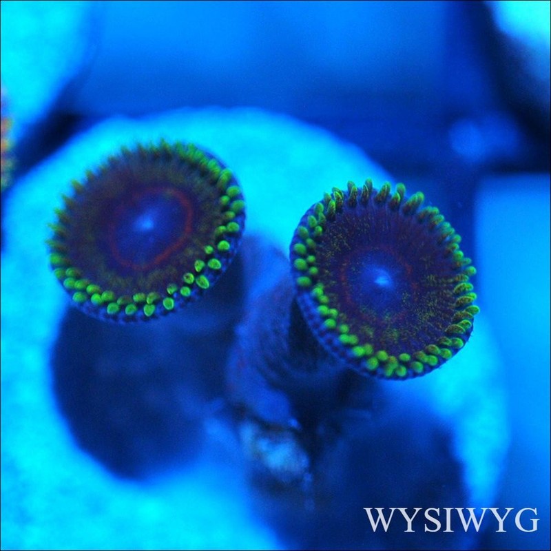 Corals of Eden ~ WYSIWYG Live Coral Frag ~ Black Zoa - Soft Coral
