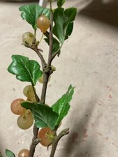 10 Stiele Stachelbeeren Frucht, Deko, k&uuml;nstlich , Oberes Teil Mit Fr&uuml;chten 40 cm