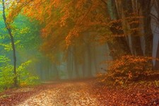 Landscape path mist forest fall leaves Custom Gaming Mat Desk
