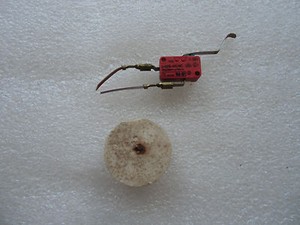 Schwimmer schalter Geschirrspüler Ersatzteil Philips Whirlpool ADG 952 1WX