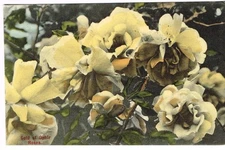 Vintage 1907 PC with Gold of Ophir Roses