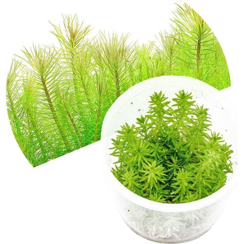 ADA Pogostemon erectus (Pogostemon deccanensis)