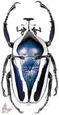 Dicronorhina derbyana-BLUE MALE,from wild,MOUNTED,ACTUAL SPECIMEN