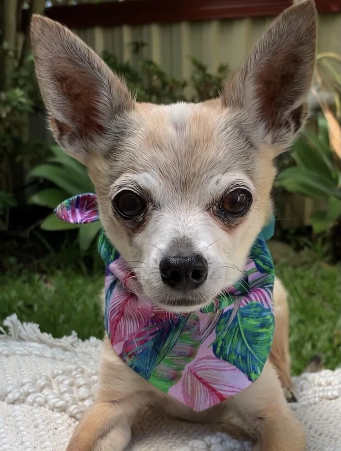 Tropical Pink Paradise Dog Bandana Hand Made in Australia eBay