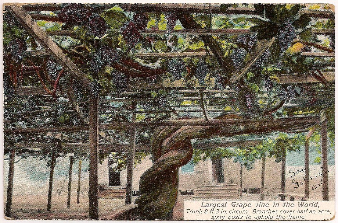 Postcard CA World Largest Grapevine, San Gabriel California to