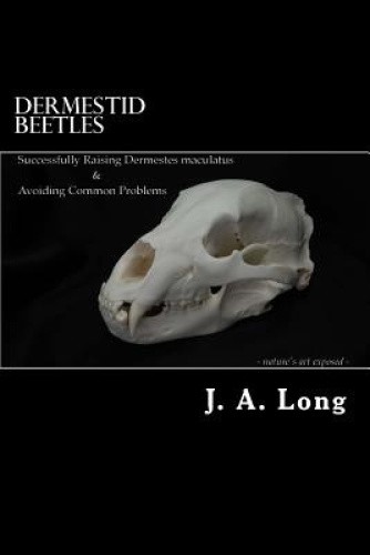 Dermestid Beetles: Successfully Raising Dermestes Maculatus and Avoiding - Foto 1 di 2