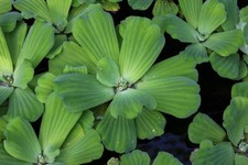 7 MEDIUM LIVE WATER LETTUCE PLANTS  FREE SHIPPING 