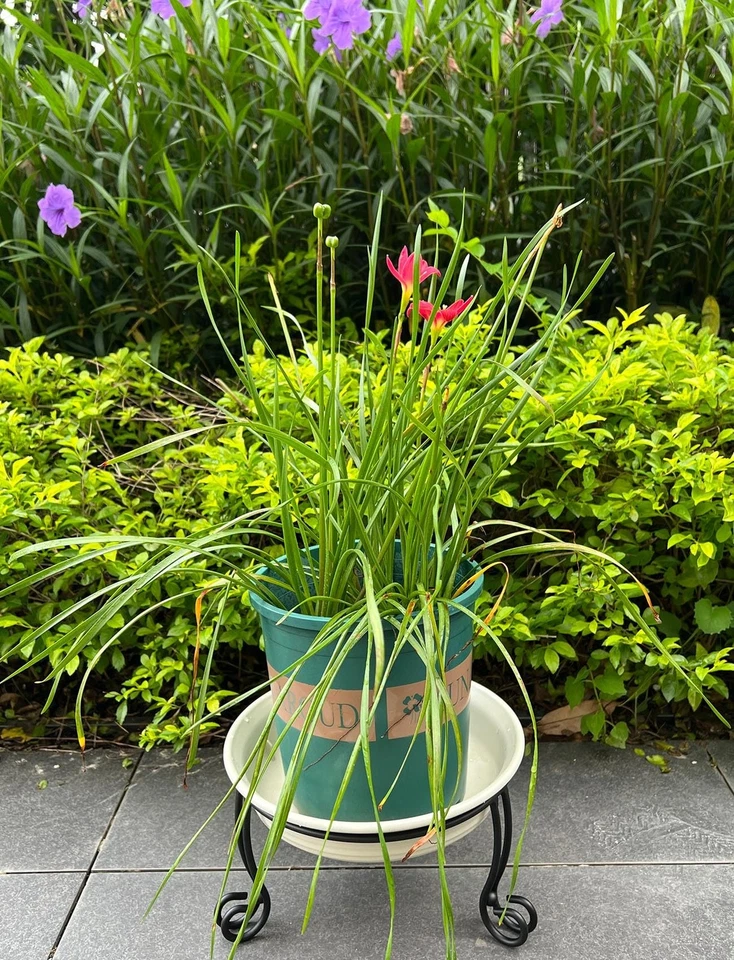 Paquete de 2 soportes de bola de observación de metal para globos de observación de jardín al aire libre de 10 o 12 pulgadas... Foto 3 de 4