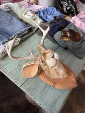  Jackalope Taxidermy Cabin Wall Decor Man Cave  Western Decor