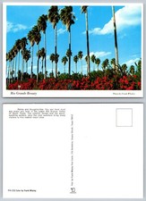 Vintage Rio Grande Valley Texas Palms Bougainvillea Postcard Frank Whaley