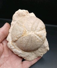 Fossil Clypeus plotti echinoid Jurassic Period UK Sea urchin original matrix