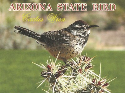*Arizona-''The Arizona State Bird...Cactus Wren'' {Postcard}  {+TW3}
