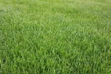 Tough Lawn Grass Seed Mix, Traditional Kentucky Bluegrass Blend, 1000 Sq. Feet