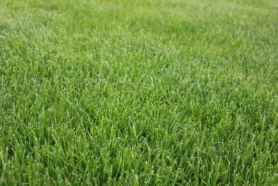 HALE HABITAT & SEED Tough Lawn Grass Seed Mix, Traditional Kentucky Bluegrass Blend, 1000 Sq. Feet