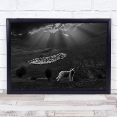 Schäferhund Dokumentarfilm Schaf Tier Tiere Herde Licht Himmel Wandbild Druck