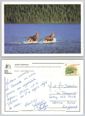 c26666 Junger Elch Hirsch Parc de la Gaspesie Quebec Kanada Postkarte 1998 Stempel