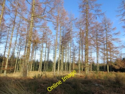 Foto 6x4 Lärchen, gelbes Holz Holburn eher offen als viel von der c2014