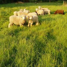 Shiloh II Orchard Grass Seed