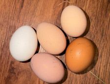 8 Chicken Hatching Eggs Barnyard mix