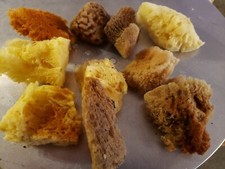 Natural Sea Sponge 25ct Mix Painting Art  Craft 