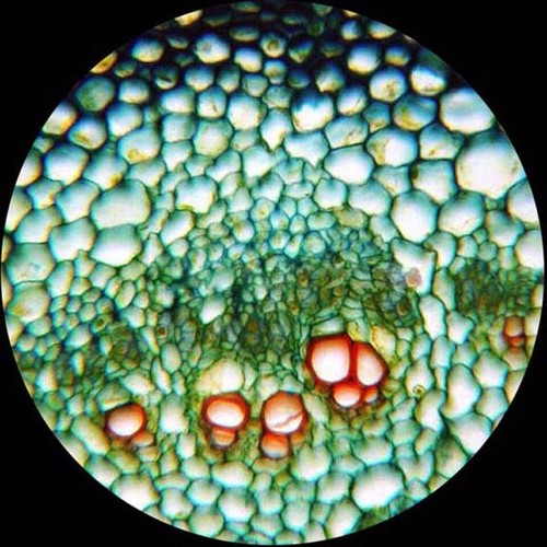 40X-1000X Trinocular Compound Microscope +Camera Port 3D 2-Layer Stage Multi-Use - Picture 7 of 8