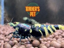 5 1 Purple Metallic Nanacy Tiger Caridina Shrimp