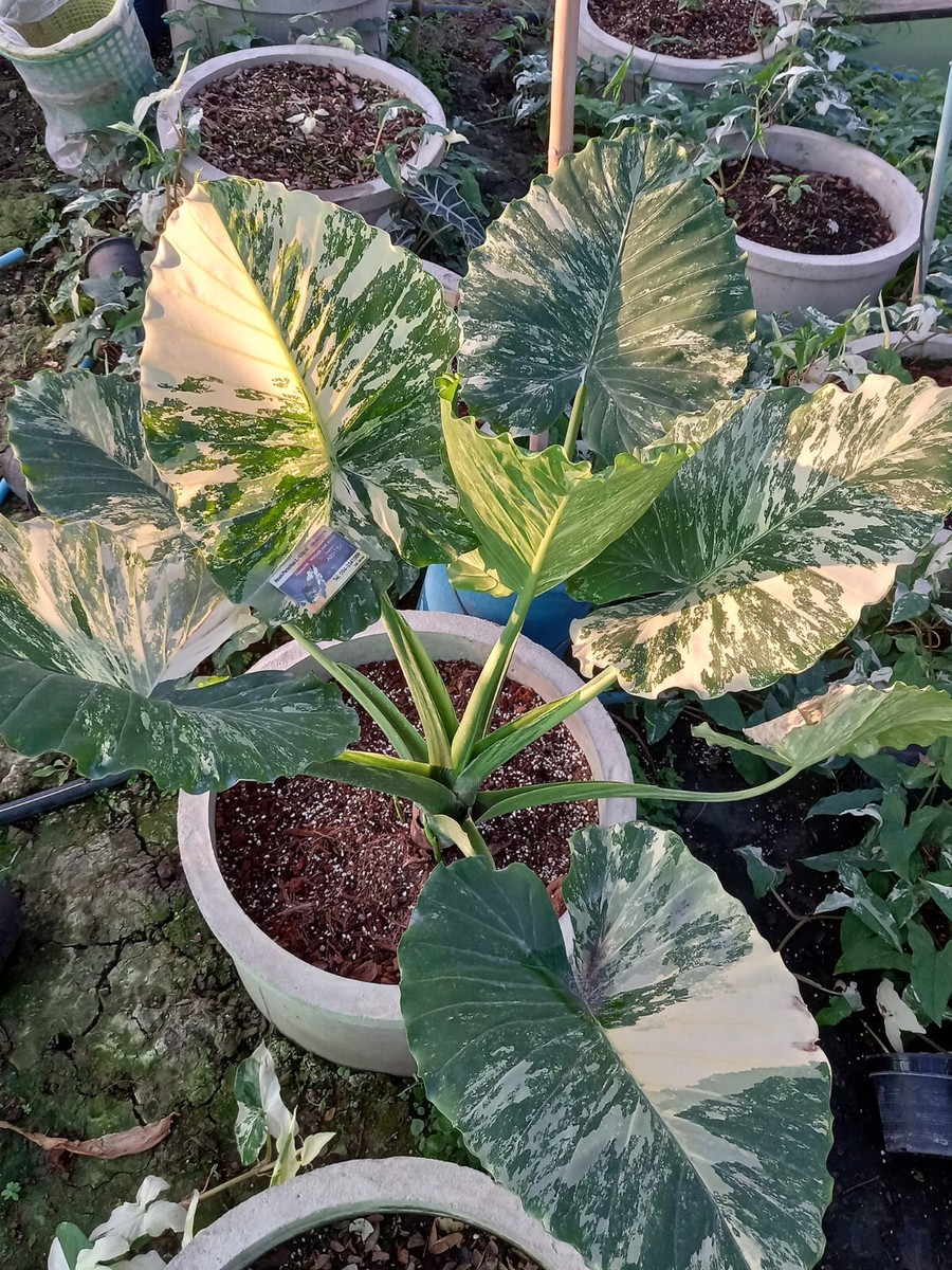 Alocasia gageana Albo Variegated Free Phyto Cert. | eBay